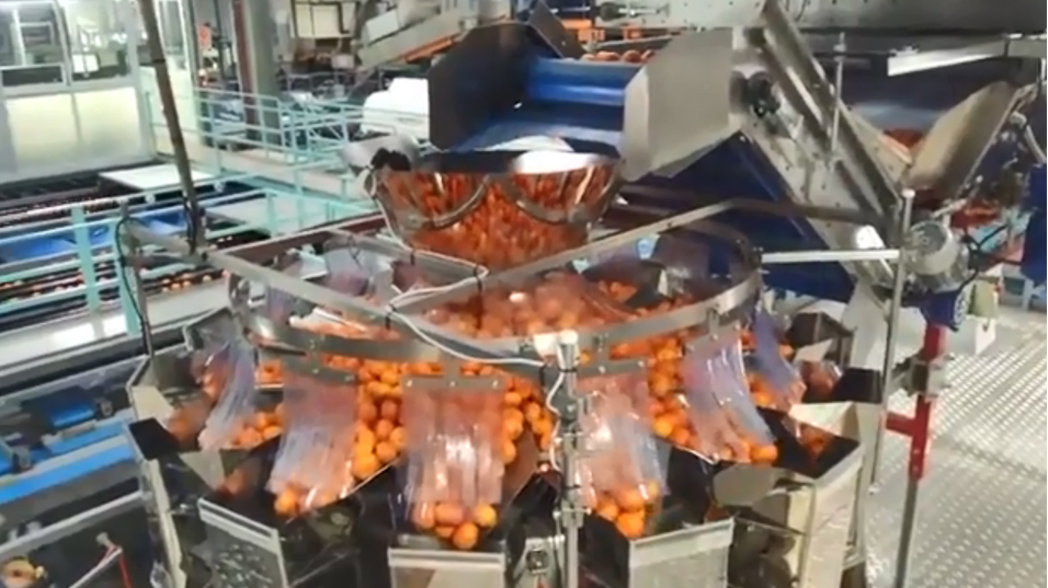 Super Large Volume 7.5L14 Heads Multihead Weigher for Oranges